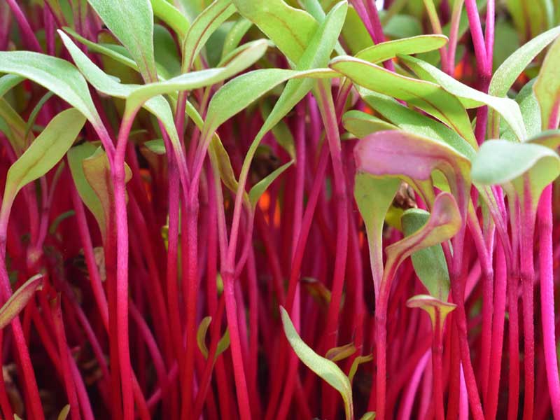 Ruby Beet Microgreens