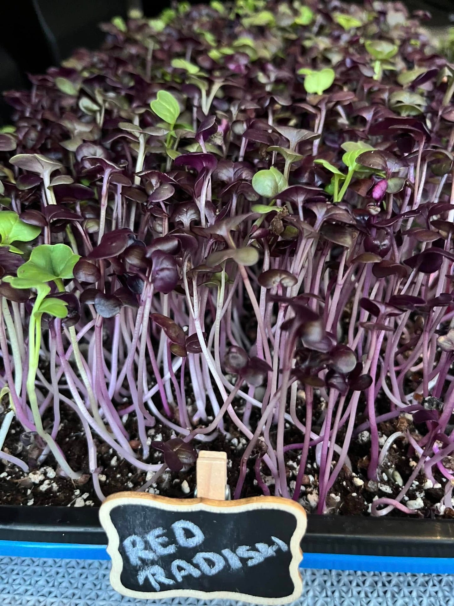 Red Radish Microgreens