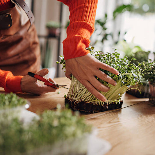 What are Microgreens?