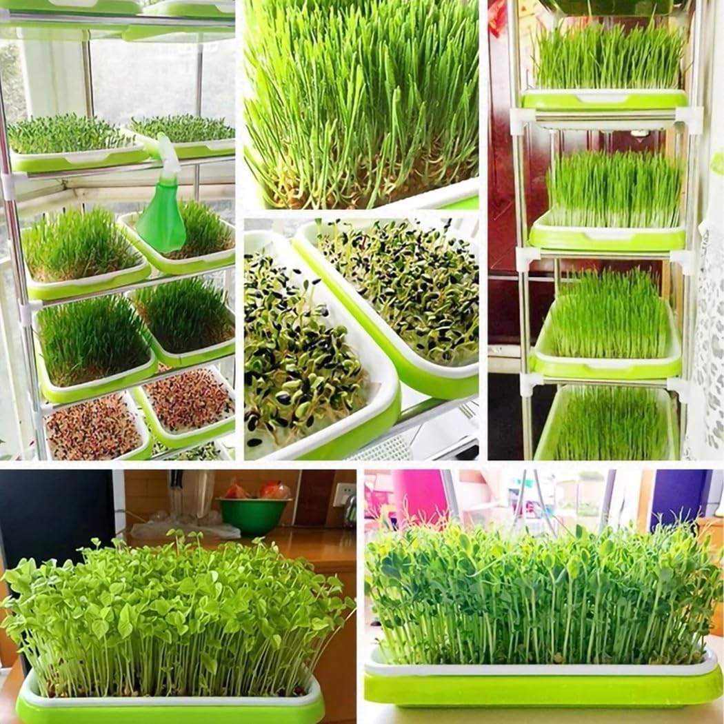 Microgreen Starter Grow Kit