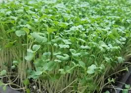 Broccoli Microgreens