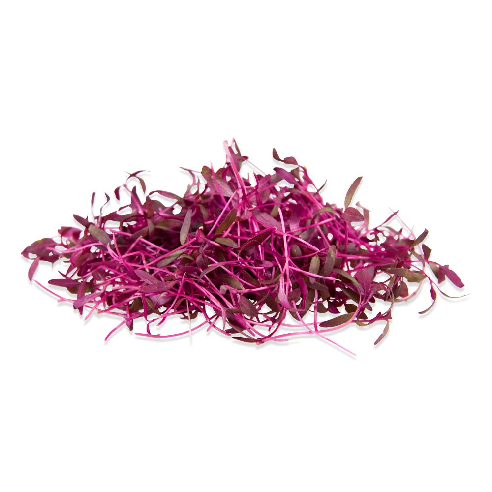 Red Amaranth