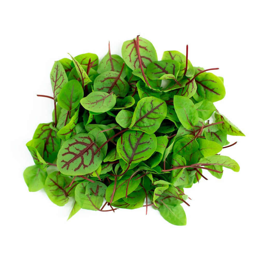 Red Veined Sorrel Microgreens