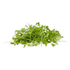 Cilantro Microgreens