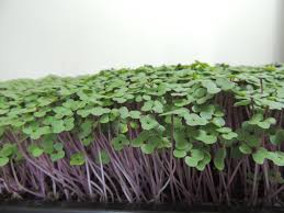 Red Kale Microgreens