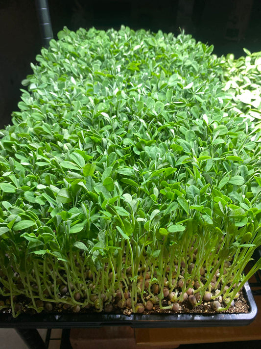 Speckled  Peas Microgreens