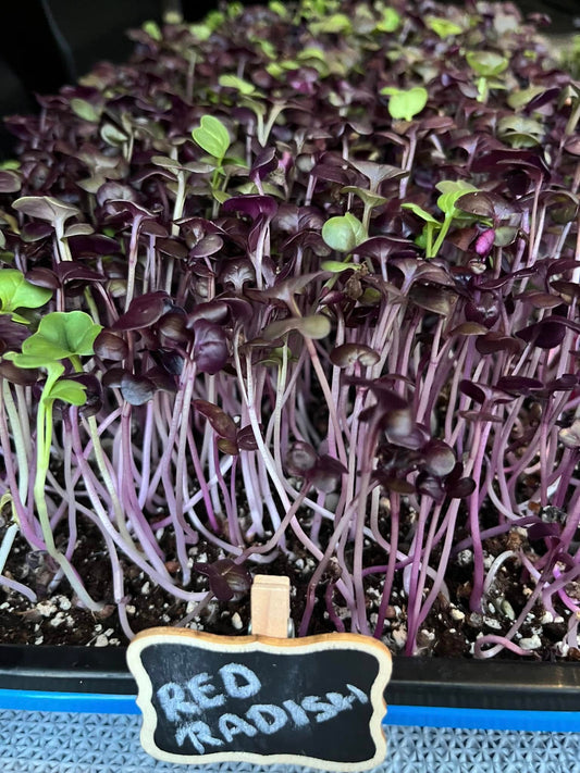 Red Radish Microgreens